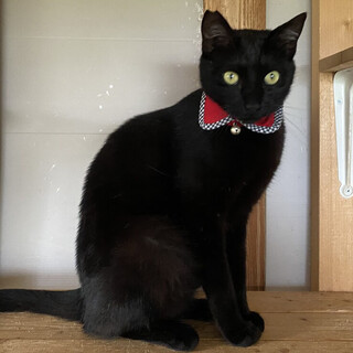 イケメン５兄弟　黒猫のクロ君♬