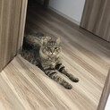 雑種　オス　2歳