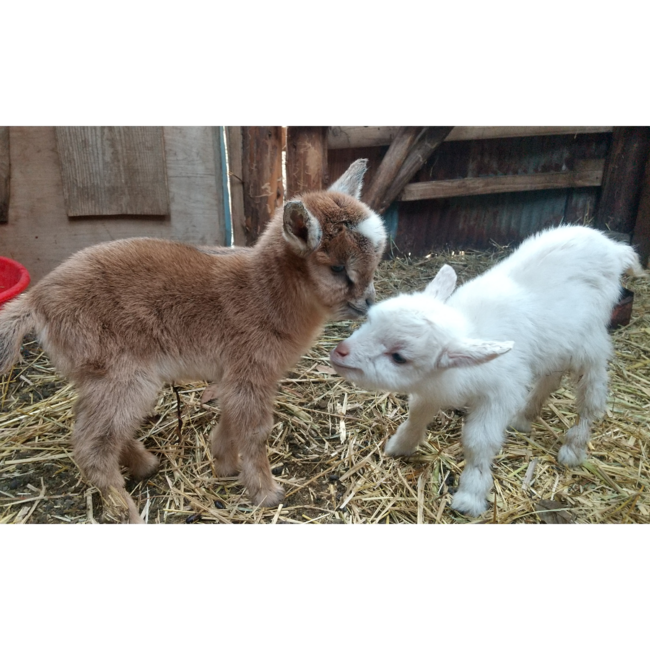 こまろくのカバー写真