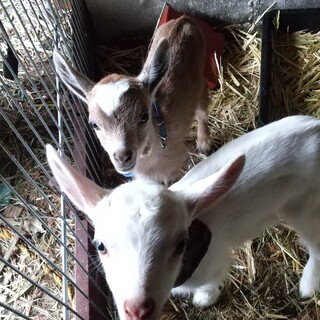 こやぎの里親さん募集