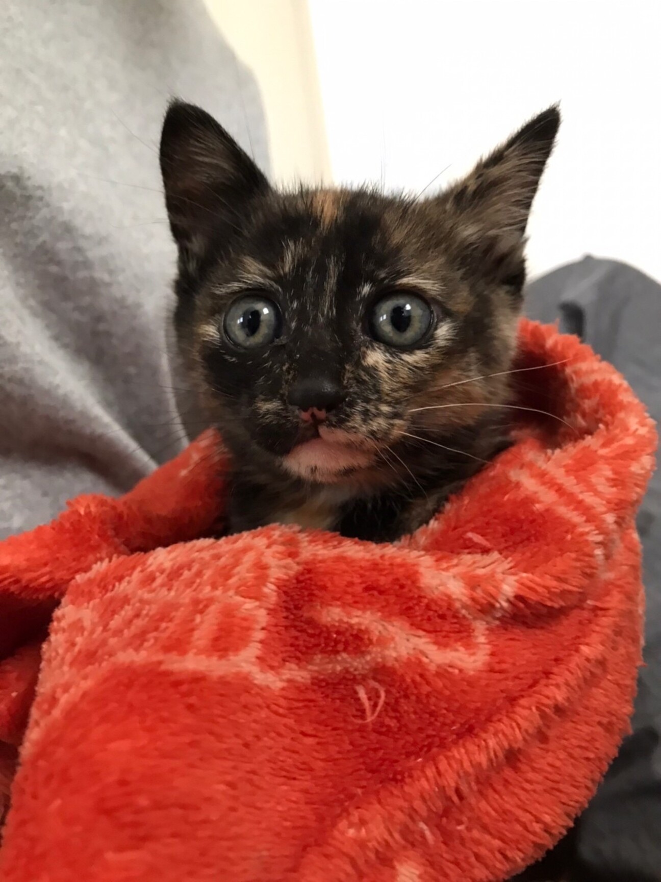 2ヶ月 サビ猫 可愛い子猫 兵庫県 猫の里親募集 ペットのおうち 月間利用者150万人