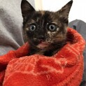 2ヶ月「サビ猫」可愛い子猫