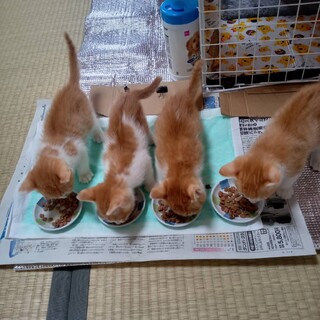 茶トラ好き必見！茶トラ男子５兄弟