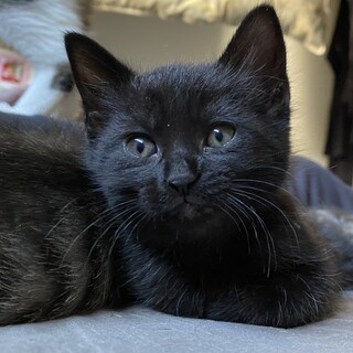 好奇心旺盛な黒猫の女の子です