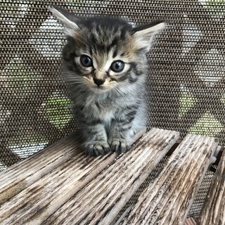 子猫の里親探しています