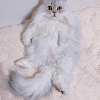 【ペルシャ13歳】甘えんぼなチンチラシルバー