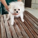 ポメラニアン　小幸　女の子　AA-175