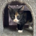 おっとり三毛猫「さざえ」里親募集