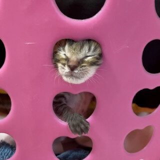 元気いっぱいな子猫☺︎