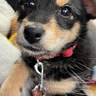 mixの子犬　チワックス？可愛いマロちゃん