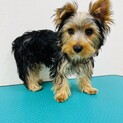 ヨークシャテリアの元気な男の子です。