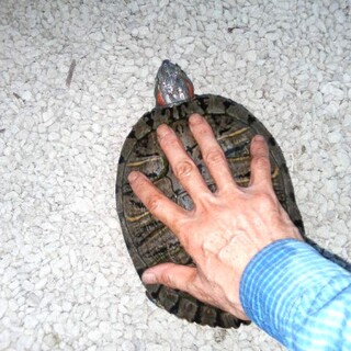 ミドリガメ2匹クサガメ2匹里親様募集中☆水槽つき☆