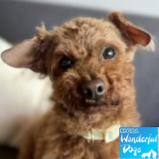 「ラパン」トイプー♀