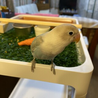 ボタンインコの里親様募集