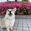 愛嬌振る舞うマロン(素敵なご家族に出会えました)