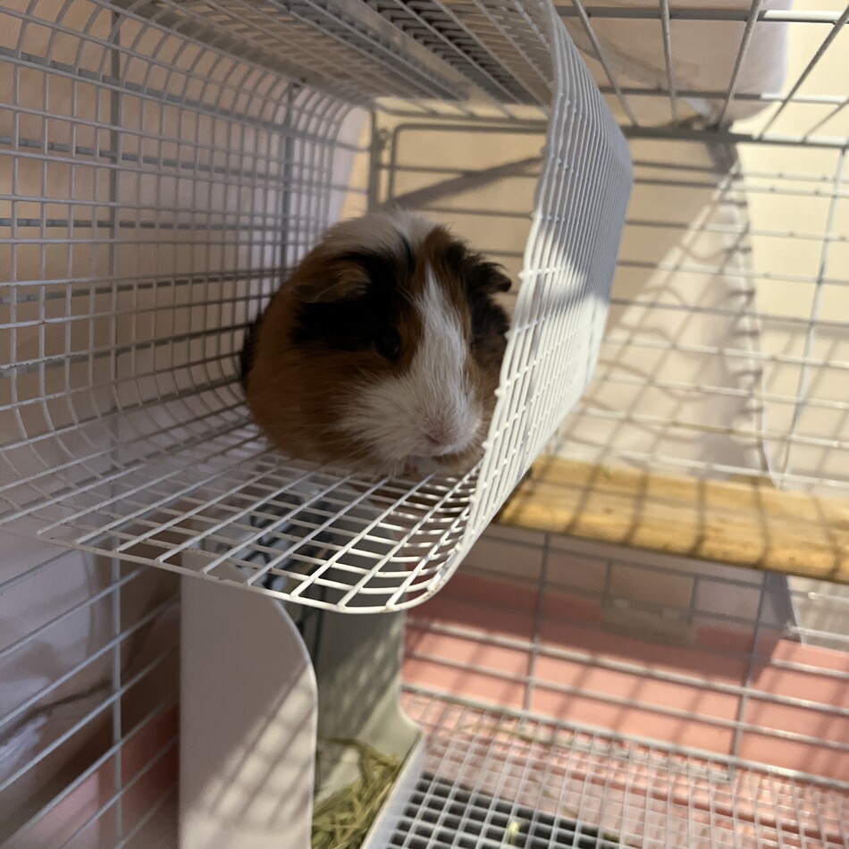 モーターのカバー写真