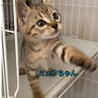 甘えん坊でキュート！小さなキジトラ子猫兄妹 サムネイル4
