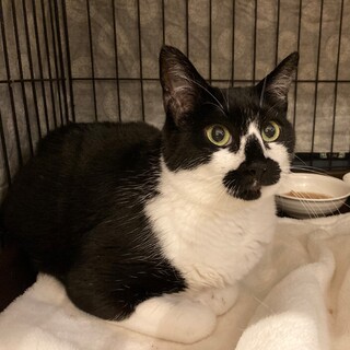 ブラッシング大好き！【ふじこ】