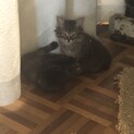 モフモフの子猫です！