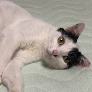 白黒猫けいちゃん
