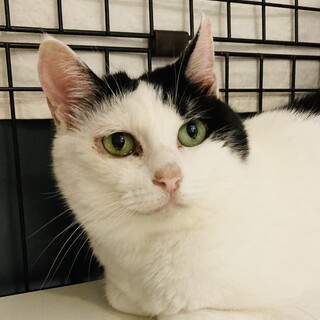 撫でると、お腹を出してくれる【もなか】