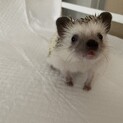 ハリネズミ女の子の里親募集