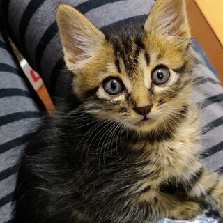 6匹兄妹のピオーネ君、家族募集中