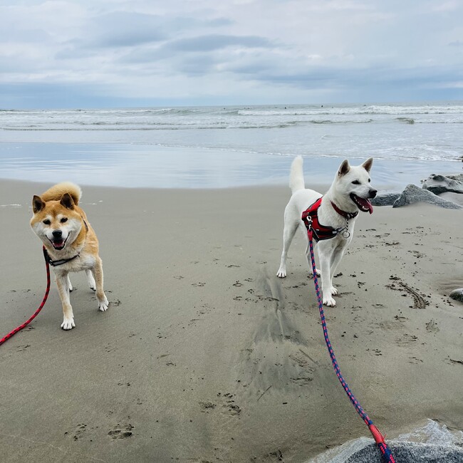 らっきーどっくのカバー写真