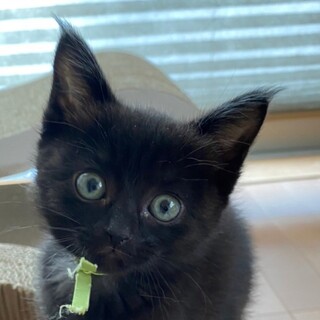 6/12荒川区譲渡会　ティム君