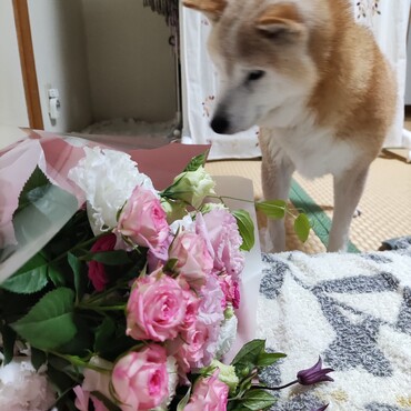 結婚34周年⊙.☉おめでとう❤おかあさん…我慢強いね笑笑