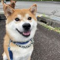 飼い主逝去の為殺処分になるとの事で里親募集！