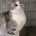 大人猫らんちゃん　行政よりレスキューです