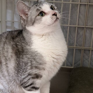 大人猫らんちゃん　行政よりレスキューです