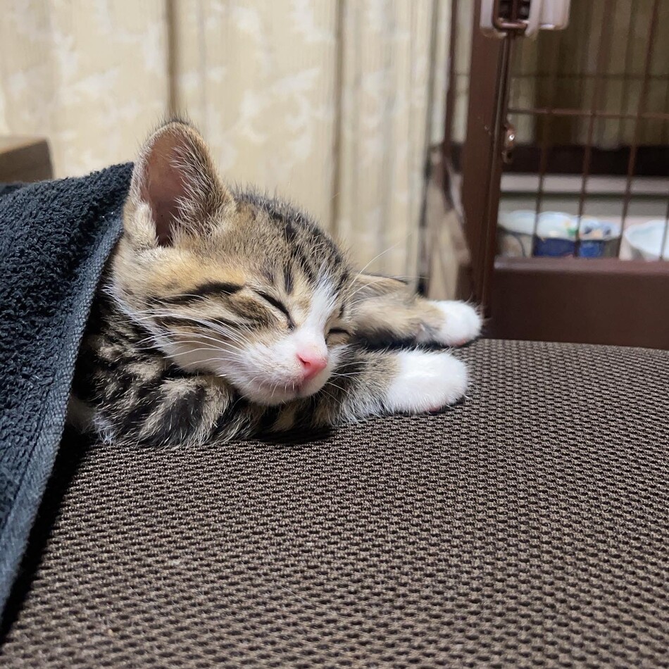 コテツのカバー写真