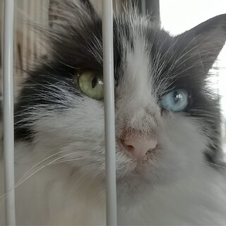 オッドアイの長毛猫❤️オーロラちゃん
