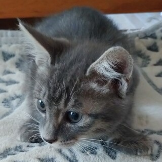 かわいいサバトラのグラちゃんです。