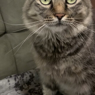 長毛美猫ちゃん