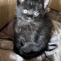 可愛い黒色の子猫です❗️