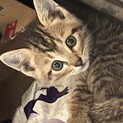 可愛いキジトラの子猫です❗️