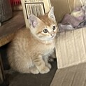 可愛い茶色の子猫です❗️