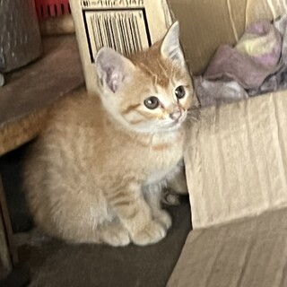 可愛い茶色の子猫です❗️