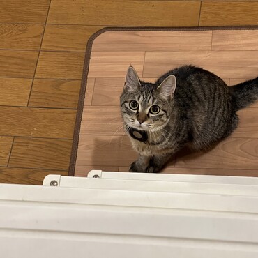 ロフトの上をじーっと見てます。