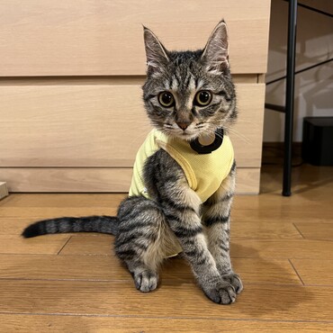 避妊手術後のお洋服姿。黄色が似合いますね〜