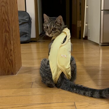 避妊手術後のお洋服姿。見返り美人ですな〜