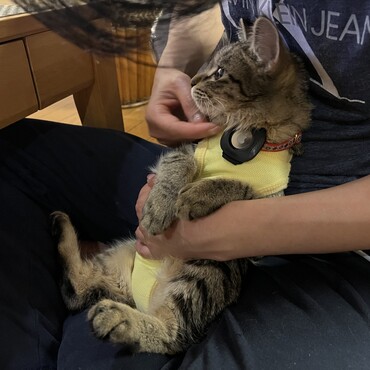 避妊手術後のお洋服姿。赤ちゃんみたいになっちゃいました。