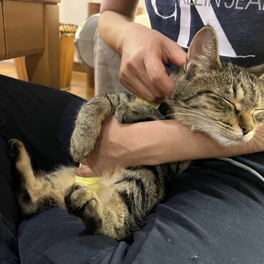 避妊手術後のお洋服姿。着慣れてきたようです。