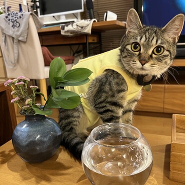 着慣れてきましたね。でも明日は抜糸なので、この黄色い服も今日が見納めですね。