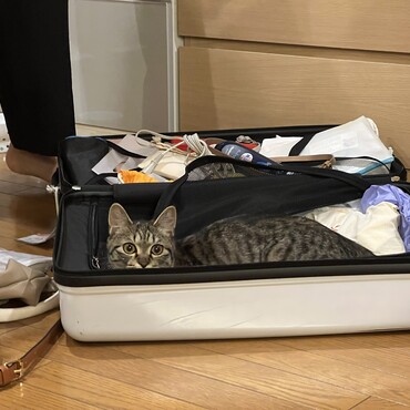 スーツケースに必ず入ってきます。ちょっと出ていただけますか？