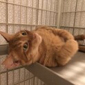 人が大好き！大きめチャトラのアマミノくん