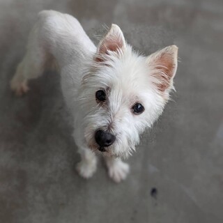 元気なウエスティ♀ブリジットちゃん